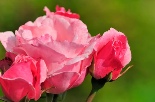 rose without hip without rosehip
