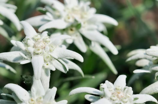 edelweiss