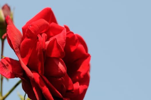 rose without hip without rosehip