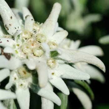edelweiss