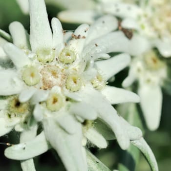 edelweiss