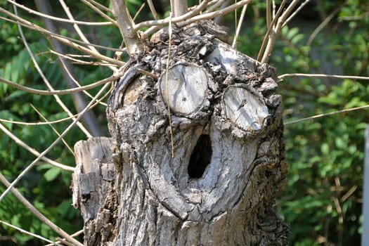 a tree with a face