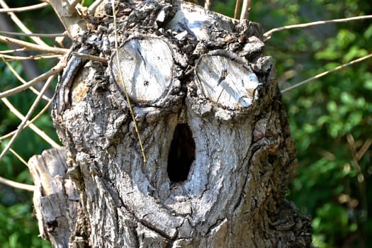 a tree with a face