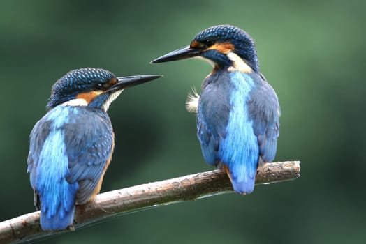Kingfisher (Alcedo atthis)