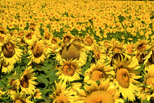 Sunflowers in a field