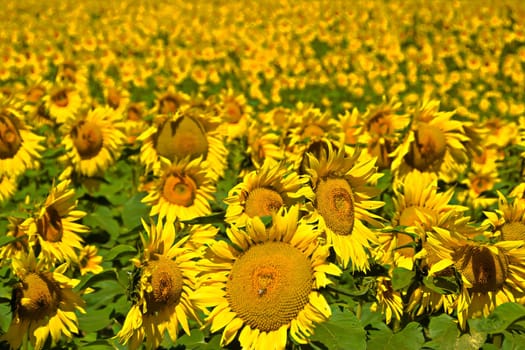 Sunflowers in a field