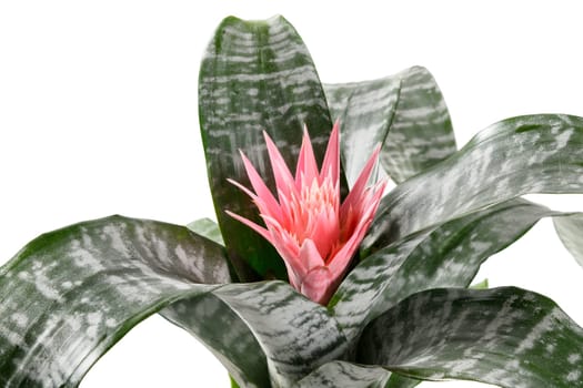 Epiphytic Bromelia aechmea primera plant with pink flower and decorative silver-green variegated leaves in a cropped closeup with focus to the flower isolated on white