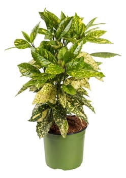 Fresh green gold dust plant with spotted leaves growing in pot isolated on white background