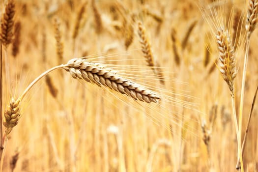 ear of golden wheat on the background of wheat field