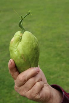 Hand holding a sprouting vegetable
