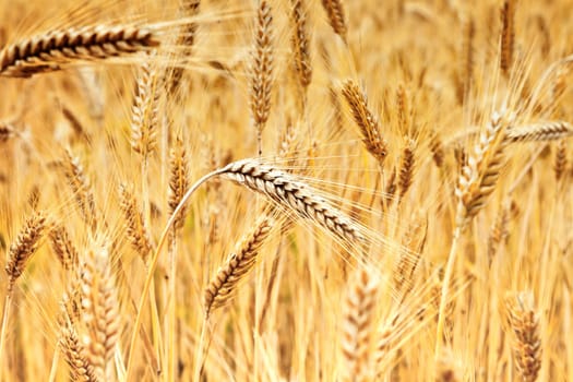 ears of golden wheat ready for harvest