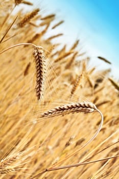 ears of wheat against golden wheat field and blue sky