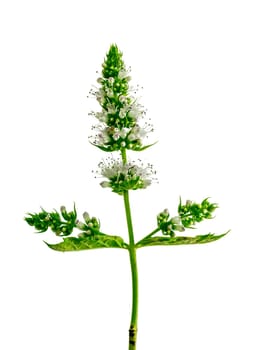 fresh mint with flowers, isolated on white, with open flowers