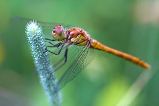 Vagrant darter