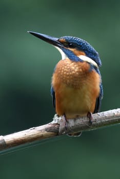 Kingfisher