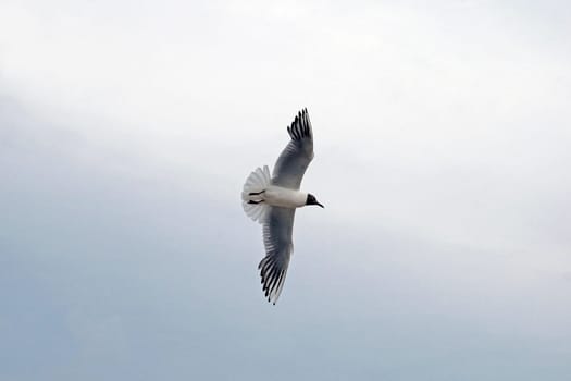Mire crow (Chroicocephalus ridibundus)
