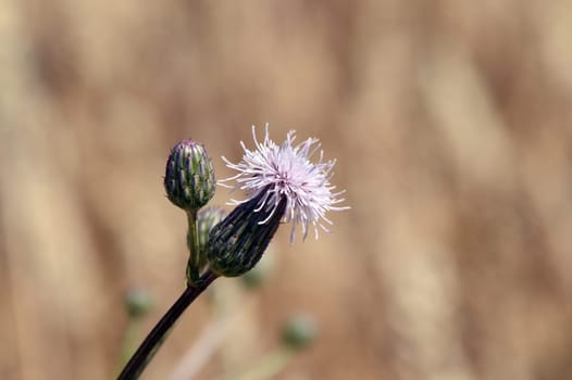 Corn thistle