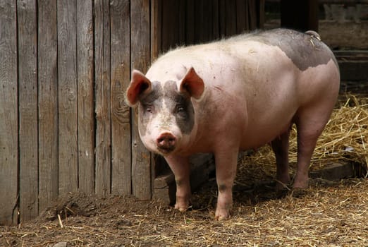 Breeding pig
