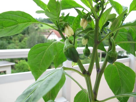 Sweet peppers in a flowerpot on the balcony