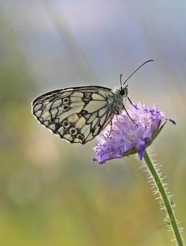 Checkerboard butterfly on widow's flower