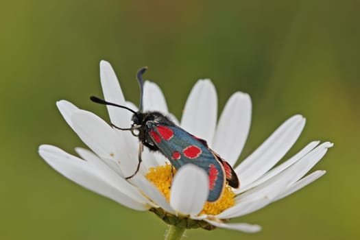 Sainfoin ram on marguerite