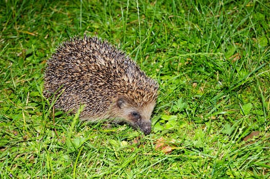 Hedgehog
