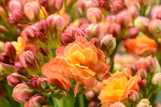 Flaming Käthchen