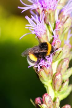 Bumblebee