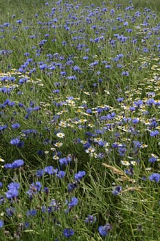 Cornflowers in a grain field
