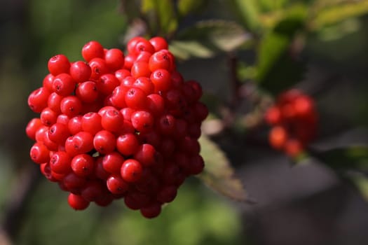 Red elderberry