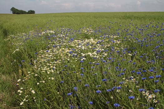 Cornflowers in a grain field
