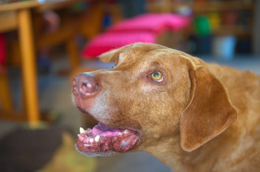 Chesapeake Bay Retriever