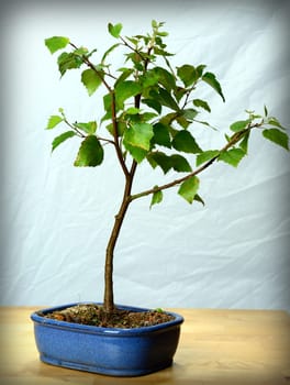 young bonsai- birch,birch