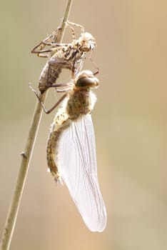 THE BIRTH OF A DRAGONFLY