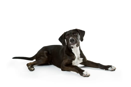 Hunting puppy exempted on white background