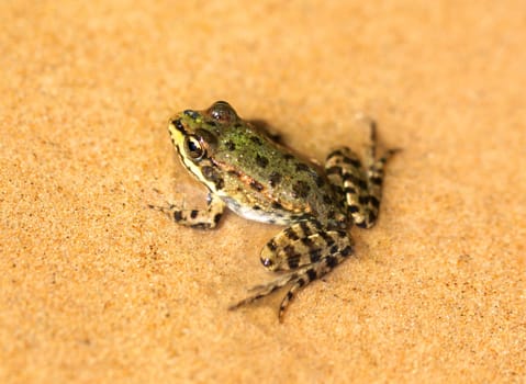 big green frog sit on wet sand