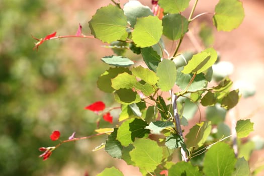 leaves of birch in forest