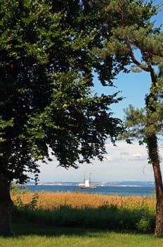 Ostseedüne / dune of baltic sea