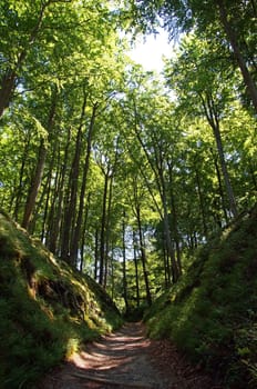 Buchenwald Rügen / beech forest Rugia Germany