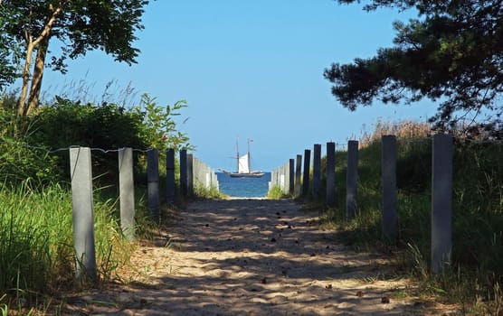 Ostseedüne / dune of baltic sea
