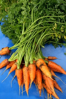 Garden carrots pulled from the garden on a blue chair