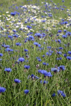 Cornflowers in a grain field