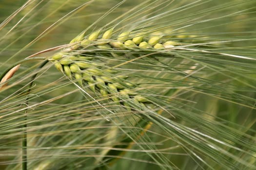 Barley