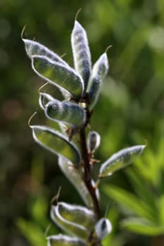 Seed status of a lupine