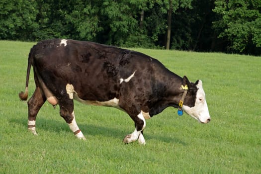 Simmental cattle