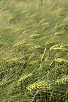 Barley