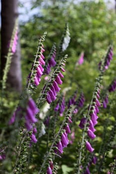 Red foxglove