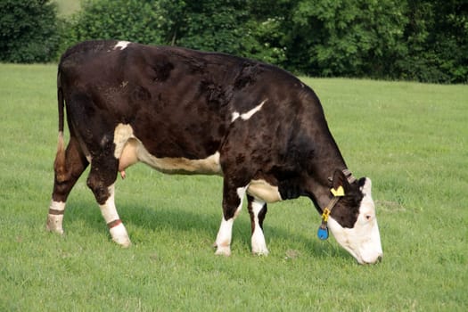 Simmental cattle