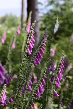 Red foxglove