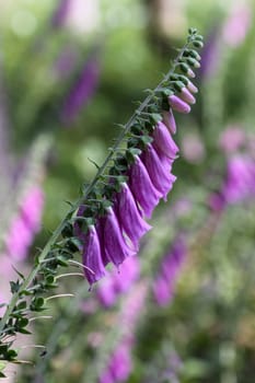 Red foxglove